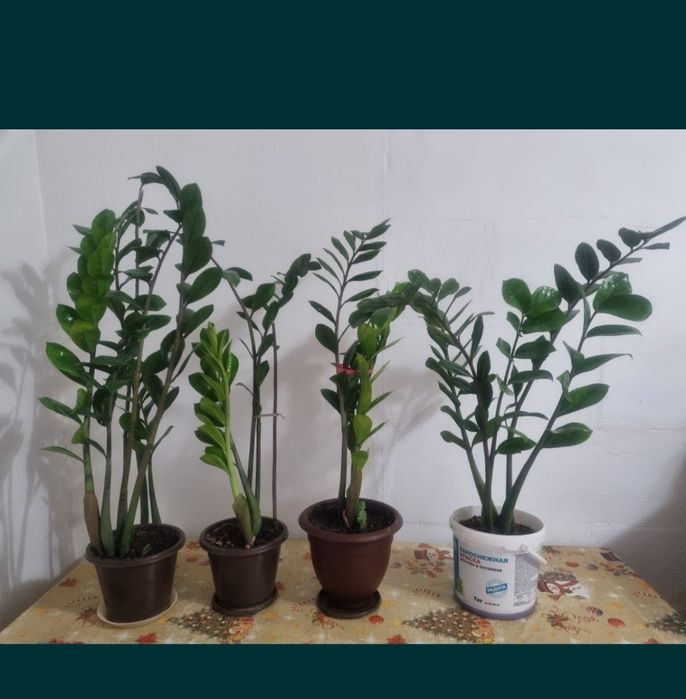 Доллоровое дерево - замиакулькас . ,