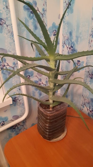 Продаётся цветок Алоэ