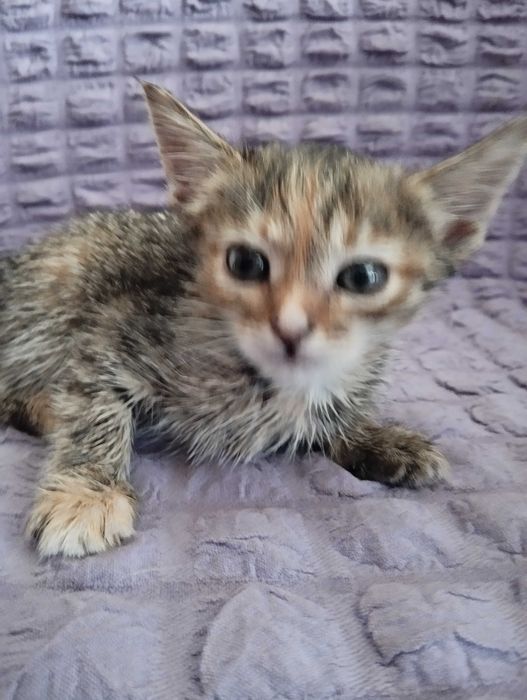 Очаровательные котята в добрые руки