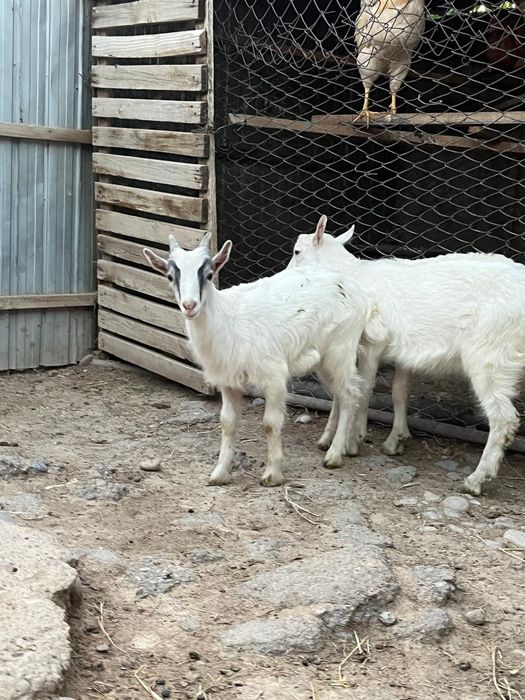 Теке лақтар сатылады