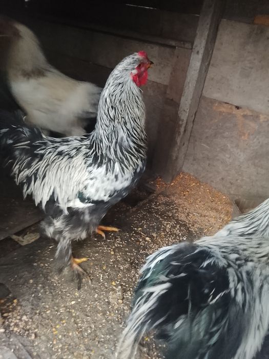 Vând cocoș brahma