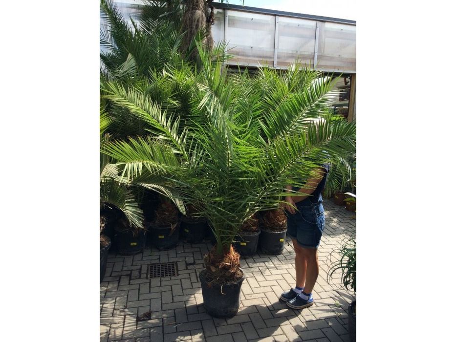 Palma daraxtlari bor