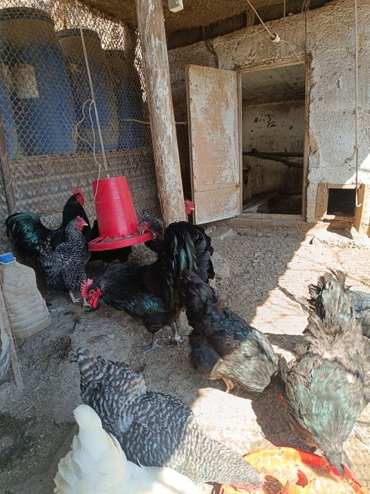 Суточные цыплята