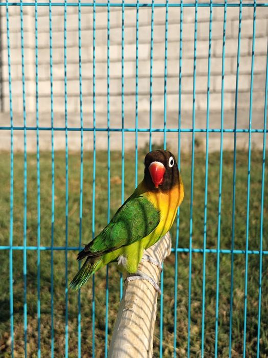 Попугай неразлучник