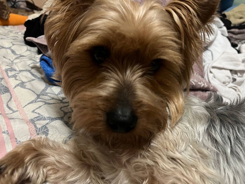 СРОЧНО в связи с переездом. Продаётся  йоркшерский терьер