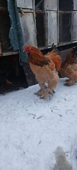 Cocoși brahma tineri din primăvară