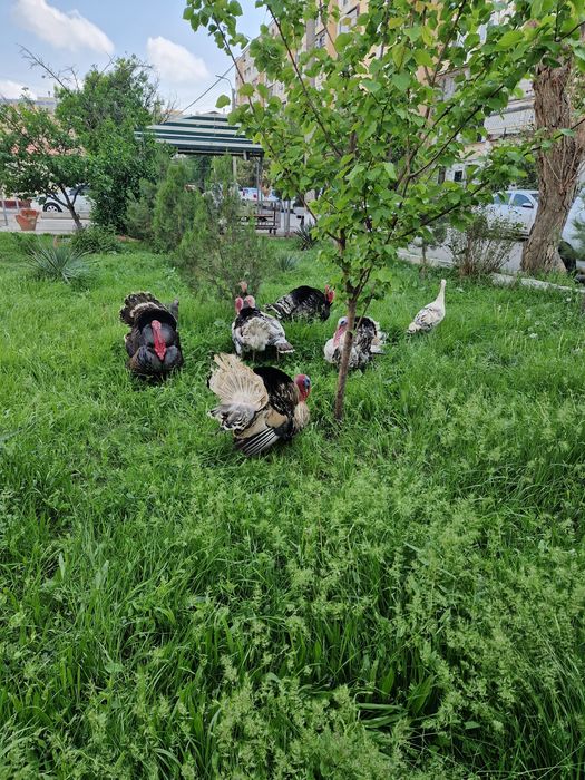 Sergili dehqon bozorida horoz kurka quyon tovuq g'oz o'rdeklar sotilad