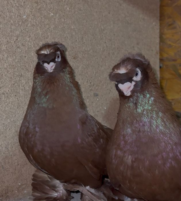 Голуби                         .