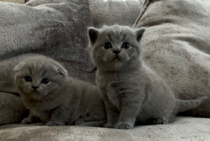 Шотландские котята для продажи
