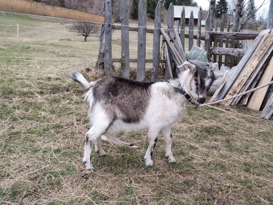 Ied și iadă  de vânzare!