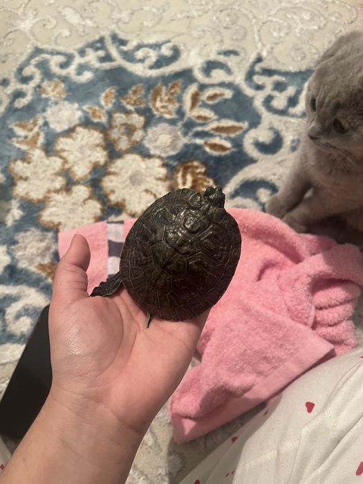 Краснаяуха черепаха