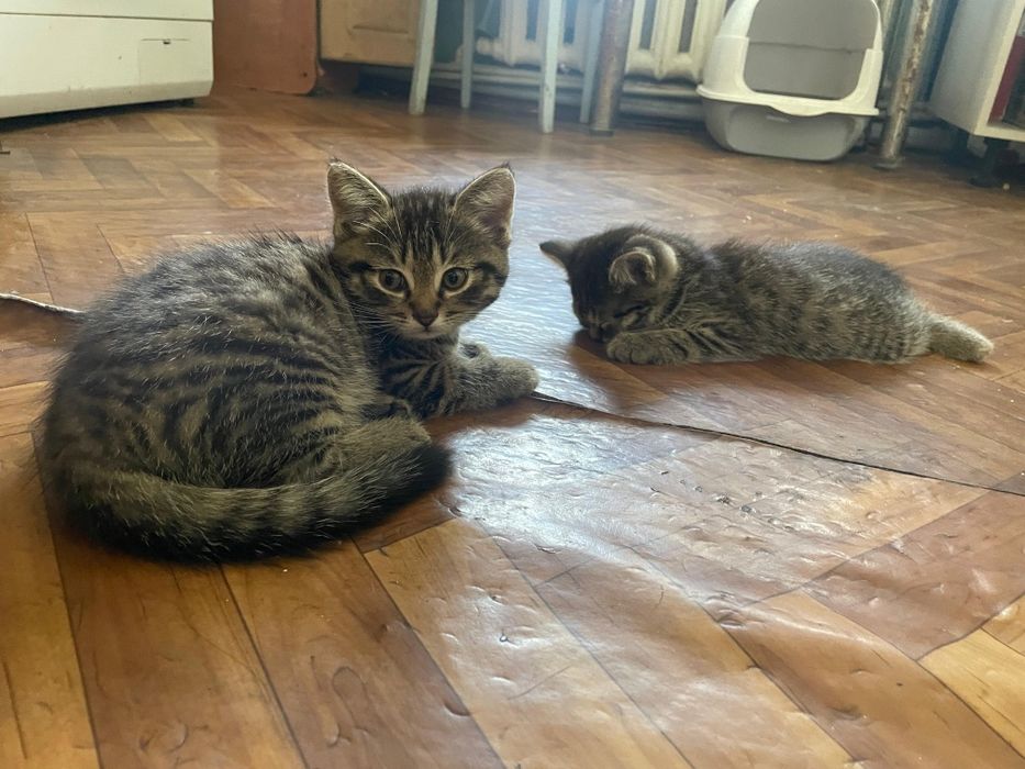 Отдам котенка девочка