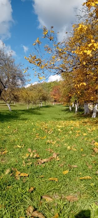 Vânzare - Teren intravilan cu livadă