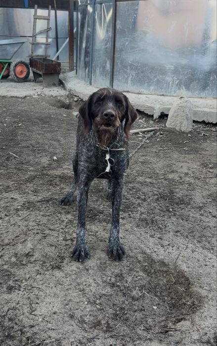 Продам сучку дратхаара