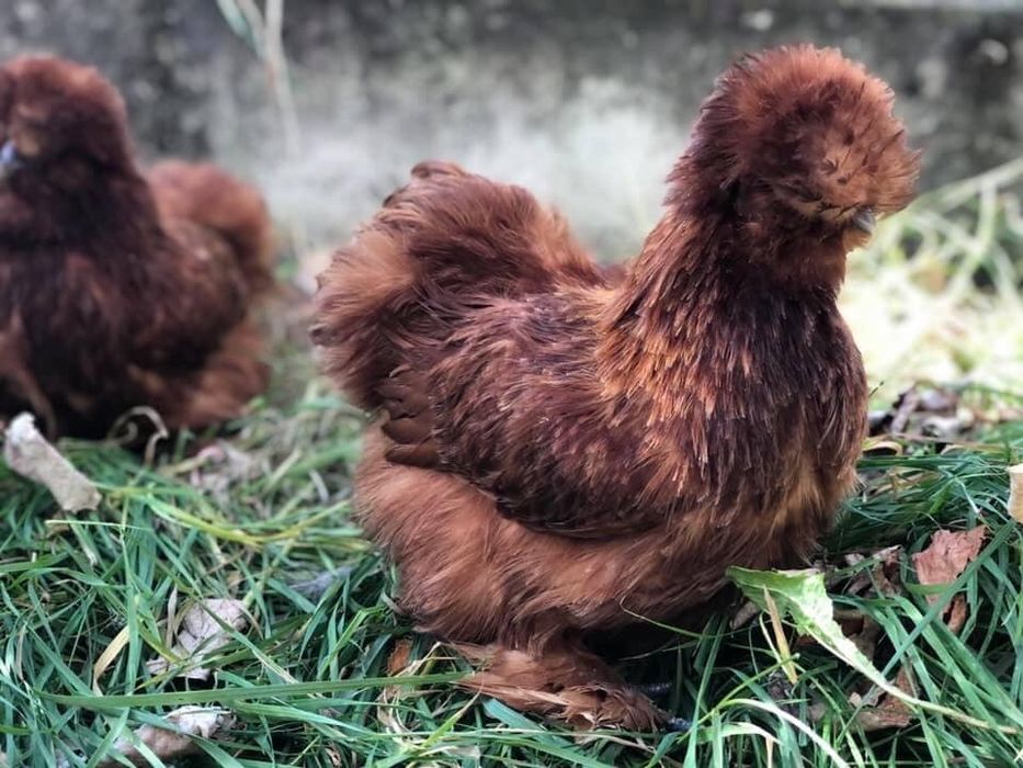 Продавам яйца и пилета от Копринките на снимките