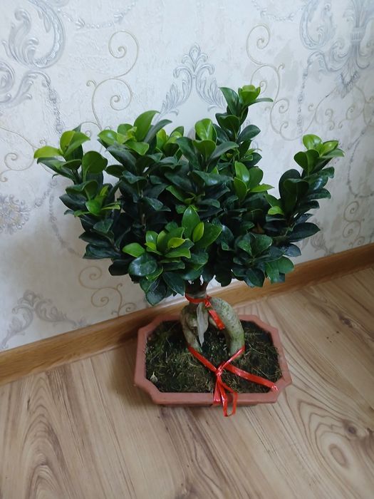 Комнатные растения