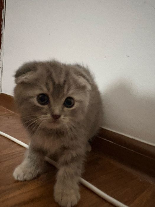 милый вислоухий котёнок, срочно