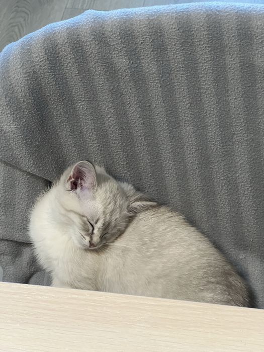 Отдам котёнка в добрые руки