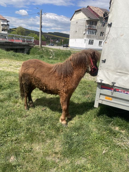 Vand poneita de doi ani
