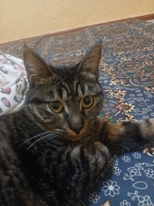 Mushuk Hadya qilamiz