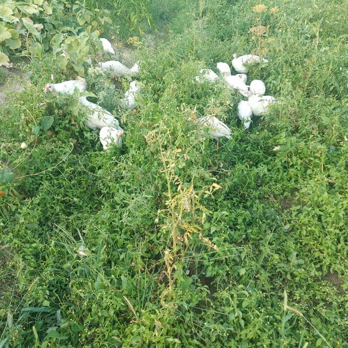 Срочно цесарки продам
