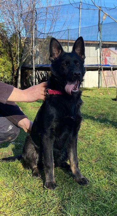 Pui ciobănesc german linie de lucru