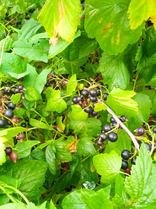 Продам ягоды вкусные