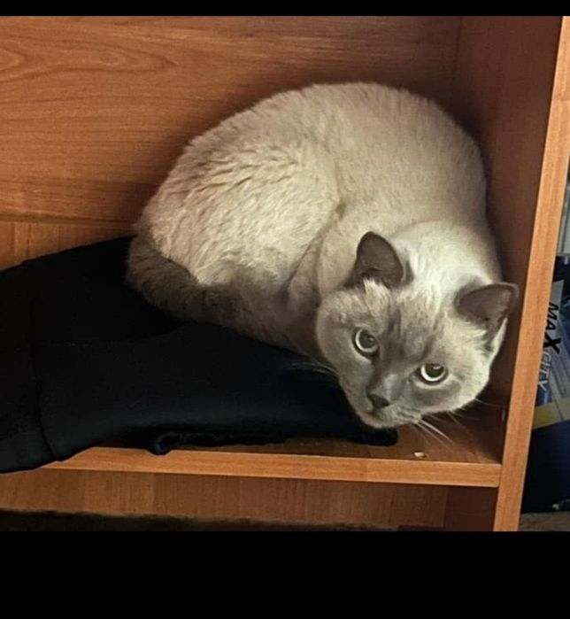 Пропала кошка в Заречном