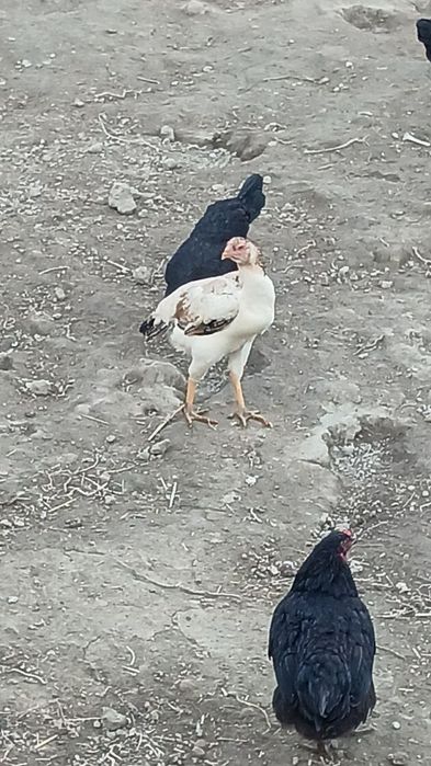 Kulangi dakan mokiyon