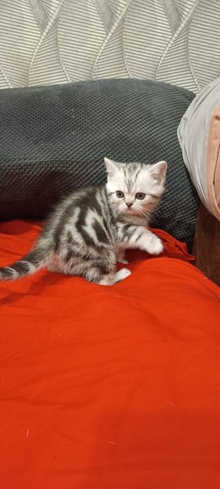 Котята шотландци