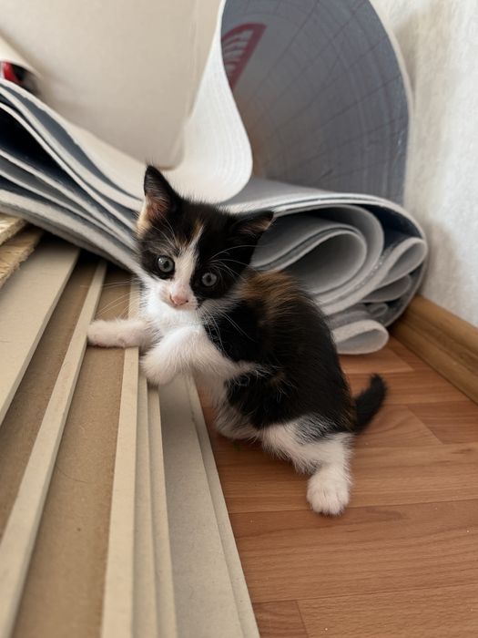 Отдам котенка в добрые руки