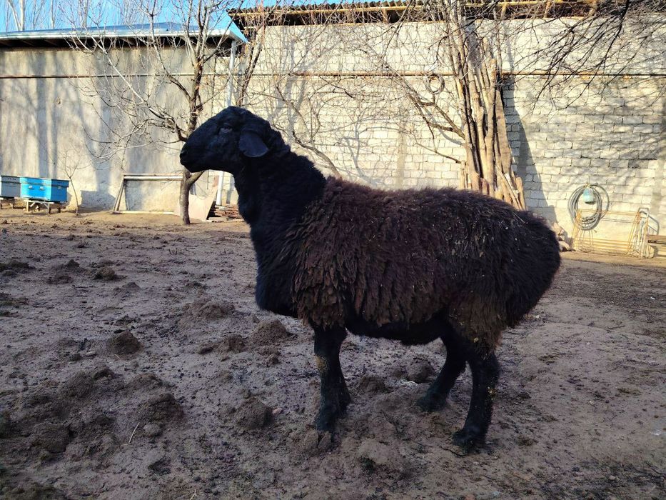 Qo'chqorlar, quchqorlar, qochqorlar sotiladi