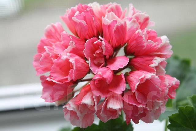 Пеларгония сортовая