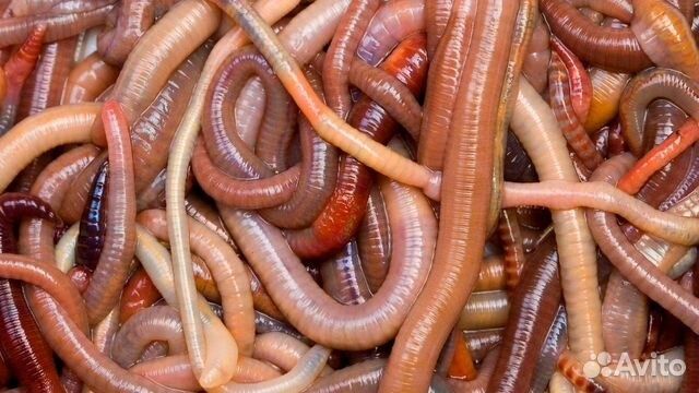 Калифорнийские красные черви. А также биогумус натуральный и жидкий.