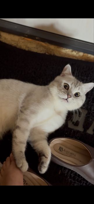 Серебристая щиншилла на вязку