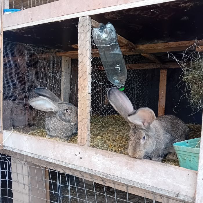 Urias german o pereche