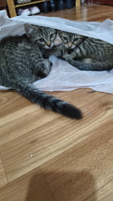 Милые котята ищут дом