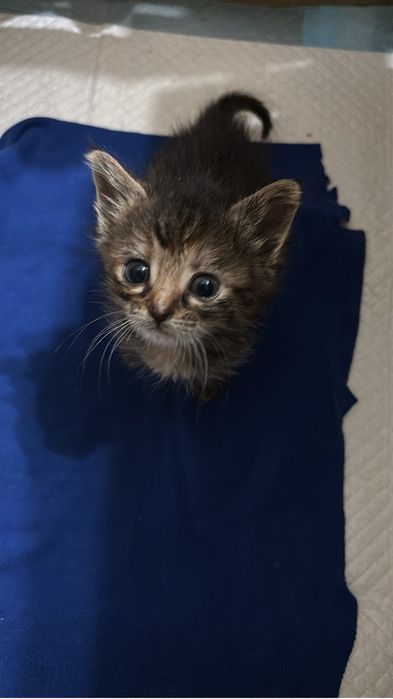 SPRE ADOPTIE pui de pisica