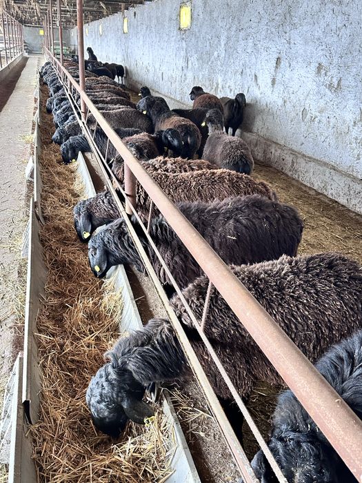 Эдилбай гибрит зотдор қўзи қўчқор қўйлар сотилади, оптом