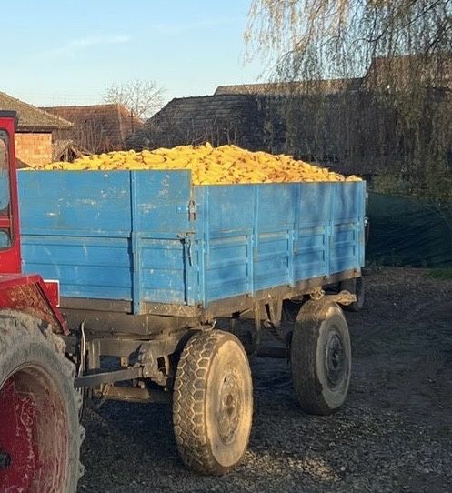 Porumb stiulete producție 2026