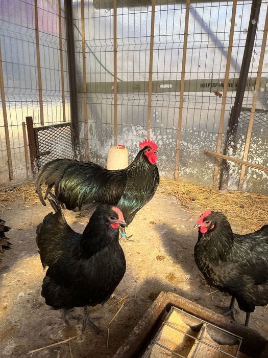 Ouă incubat australorp negru