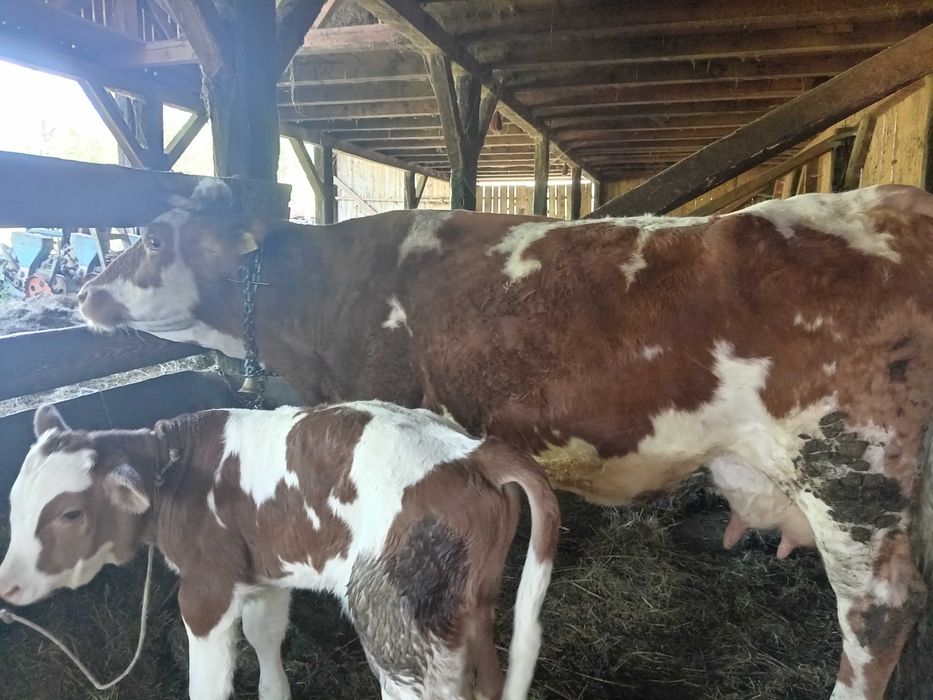 Vând vaca recent fatata cu vițel