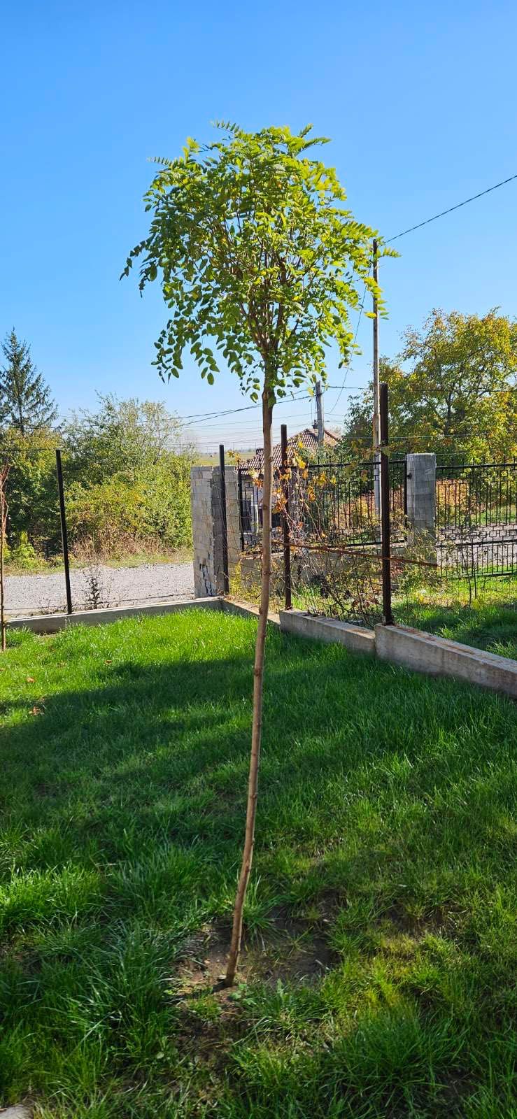 Кълбовидна акация гр. Банкя • OLX.bg