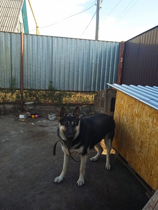 Кобель ВЕО ищет подружку