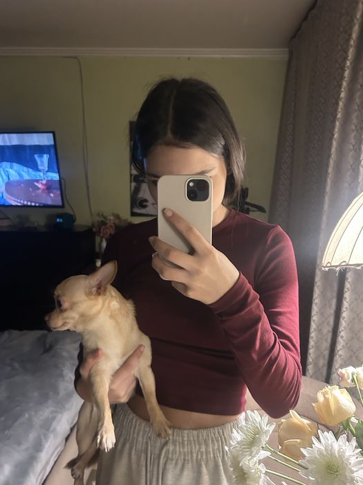 Ищем девочку для вязки чихуахуа.