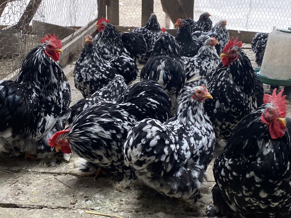 Oua Australorp alb