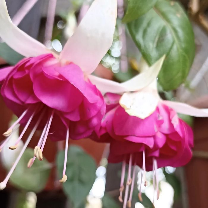 Укоренёные черенки махровых фуксий