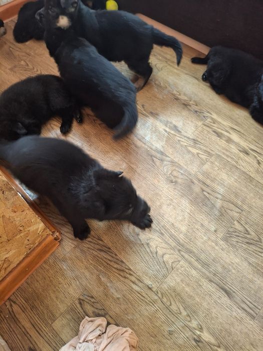 Немецкие овчарки