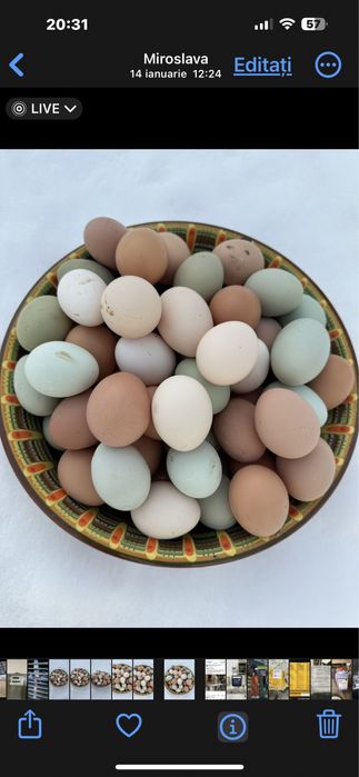 Oua verzi,albastre de la gaini Araucana numai pt CONSUM.NU pt INCUBAT