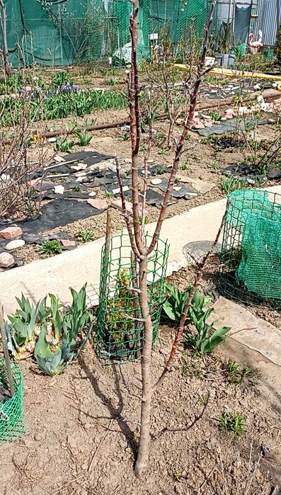 Яблони колоновидные